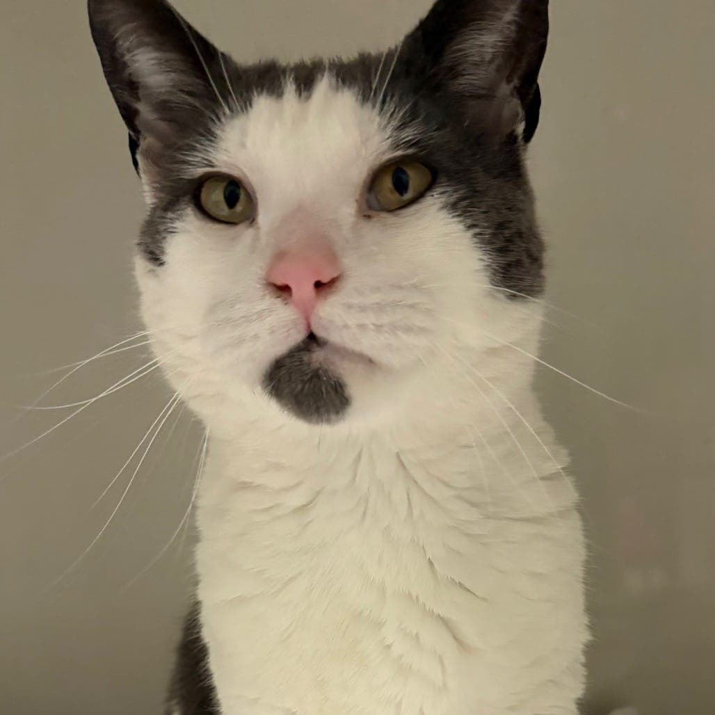 Eggy is a 2½-year-old male domestic shorthair also waiting at Mount Pleasant Animal Shelter in Livingston. Visit njshelter.org for current availability.