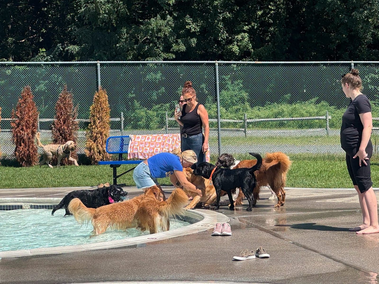Four-legged guests cooled off and socialized at the Clark Community Pool’s Doggy Dip.