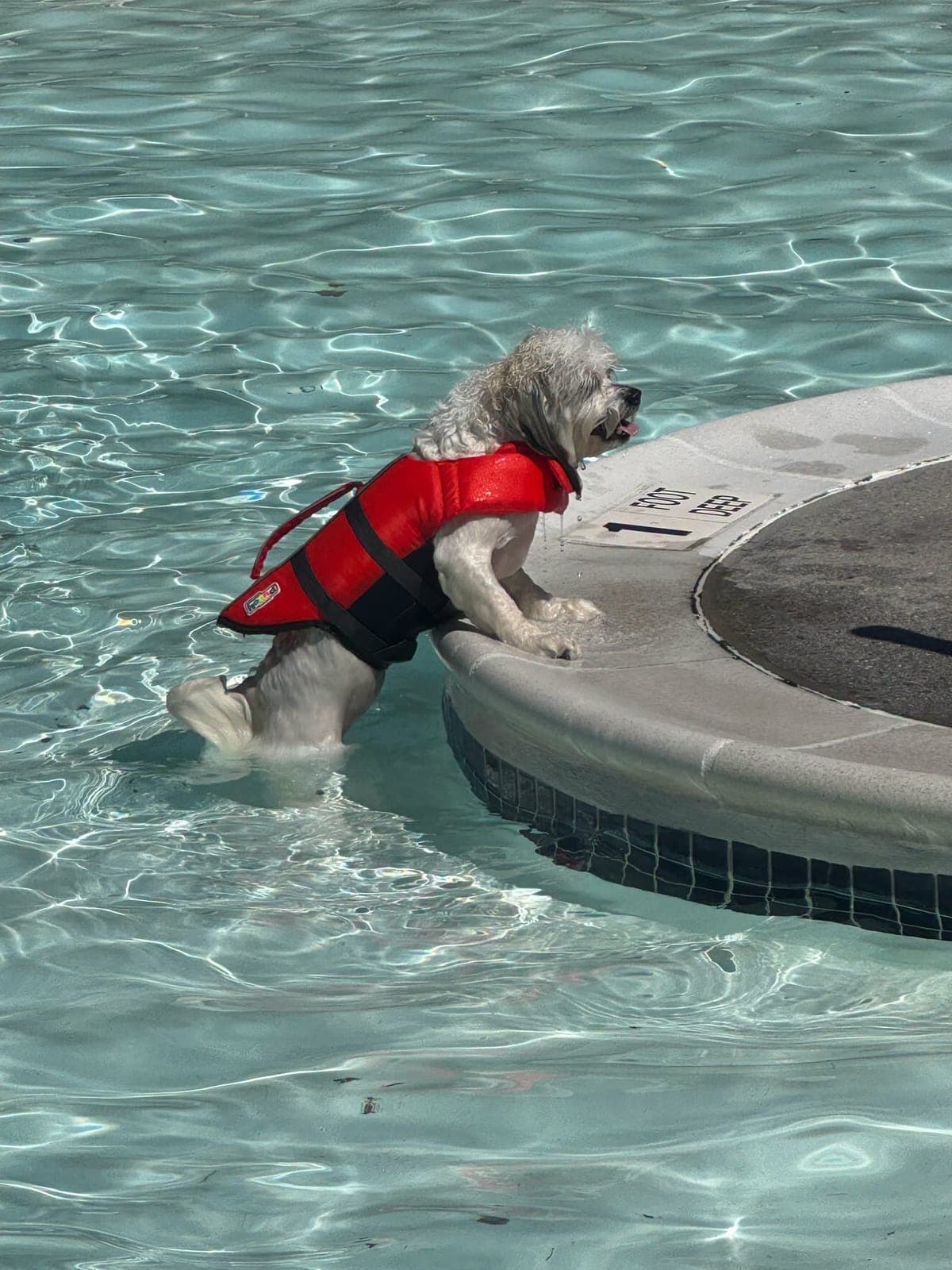 A canine swimmer wearing a life jacket makes its way out of the pool during Clark’s Doggy Dip.